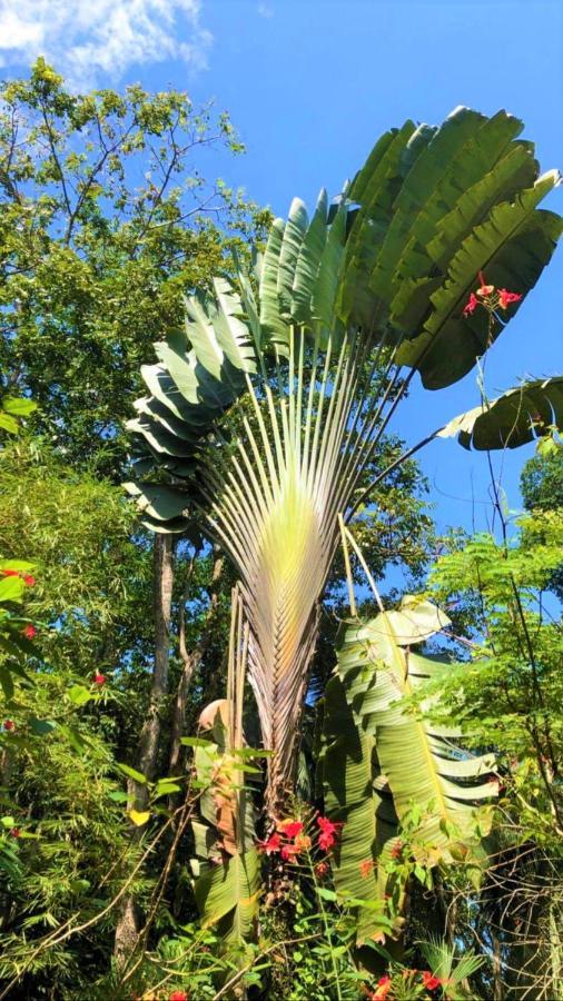 Coral Hill Bungalows Cahuita Eksteriør bilde